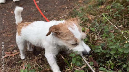 Curious Jack Russell Terrier Sniffing and Exploring Forest Ground Covered with Dry Leaves and Twigs, Chewing on a stick — Canine Scent Tracking Behavior, Outdoor Pet Activity and Woodland Adventure 