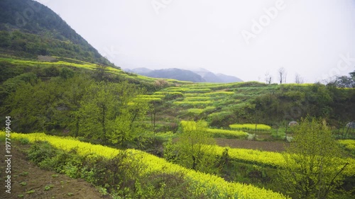Rapeseed flower field.
