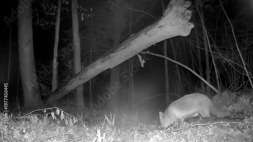 Fox and a Log on a Forest Camera