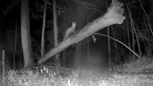 Fox and a Log on a Forest Camera