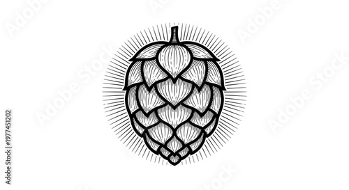 Retro botanical engraving style hop cone illustration with sunburst detail for brewing
