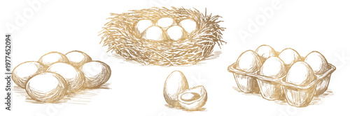 Golden eggs in vintage engraving style. Hand drawn farm illustration, perfect for organic food packaging, premium branding, labels, luxury design. Vector