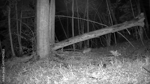 Fox and a Log on a Forest Camera