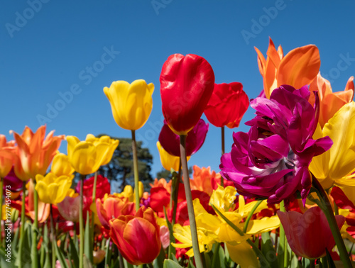Variety of stunning tulips in vibrant colours, photographed at Wisley garden, Surrey, UK, in spring.