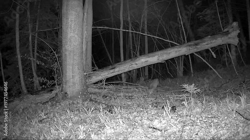 Fox and a Log on a Forest Camera