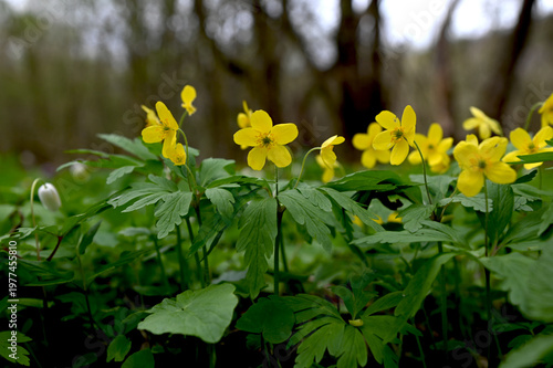 Close-up of anemone ranunculoides – yellow wood anemone or buttercup anemone in bloom