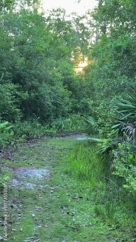 Golden sunset light filters through dense green trees along a quiet forest path.