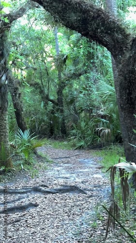 A winding dirt path passes beneath a curved tree surrounded by dense tropical plants.
