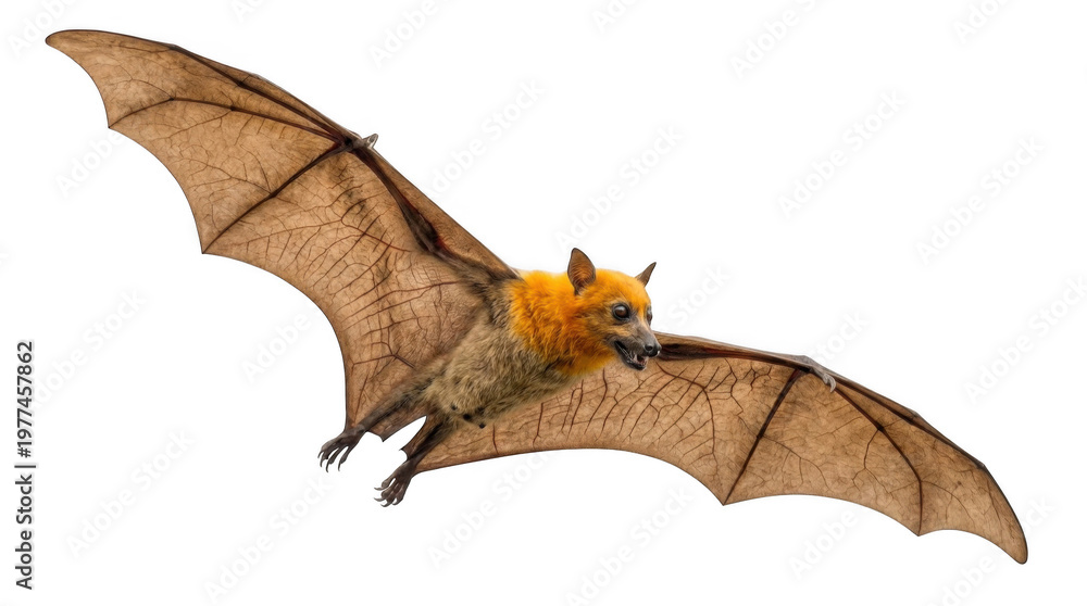 Obraz premium flying orange bat with large wings on white background