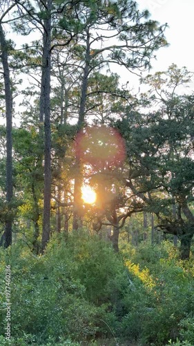 A wide spreading oak tree stands in warm sunlight above lush green vegetation. Peaceful countryside landscape with soft golden light and natural forest background.