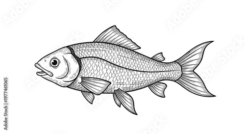 Detailed Fish Illustration, Hand-Drawn Style, Isolated on White Background, Perfect for Educational or Culinary Projects