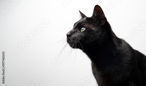 side view of a black cat on white background looking curiously at copy space