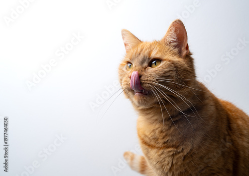 profile view of a hungry mouth licking ginger cat on white background looking ahead at copy space