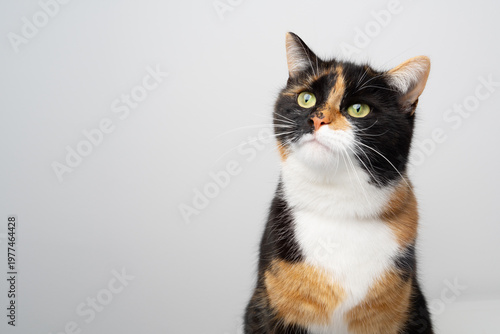 portrait of a calico cat looking at copy space on white background