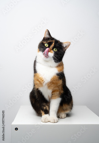 full body studio portrait of a hungry mouth licking calico cat sitting and looking at camera on white background with copy space
