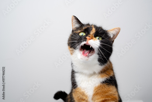 calico cat meowing loudly, studio portrait on white background with copy space