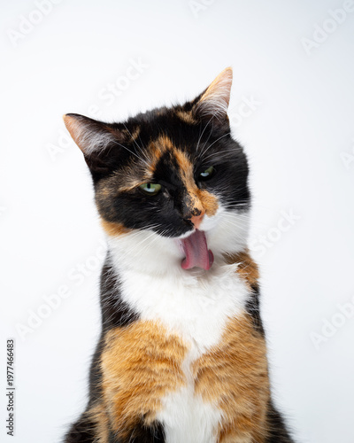 calico cat grooming fur on white background with copy space