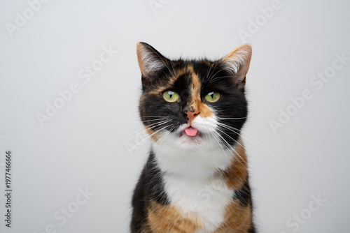 cute calico cat sticking out tongue portrait on white background with copy space