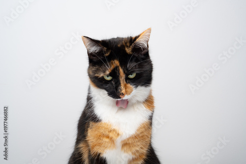 calico cat grooming fur on white background with copy space