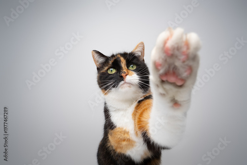 curious calico cat reaching out for camera with her paw, studio shot on white background with copy space