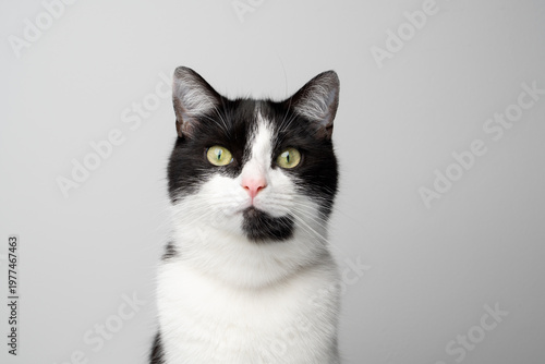 studio portrait of a black and white tuxedo cat looking at camera on white background with copy space