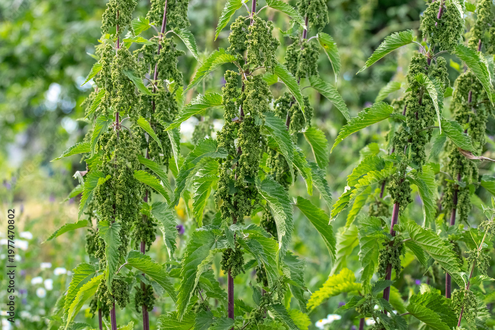 Naklejka premium Green nettle plant with seeds in sunlight on natural background with soft bokeh and summer wild nature atmosphere