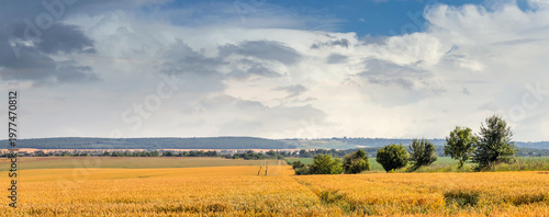 Panoramic rural landscape with golden fields and cloudy sky over horizon on warm summer day