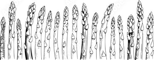 Hand-drawn line of asparagus stalks with buds white background, vegetable food healthy