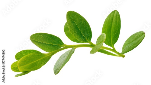 Vibrant green leafy branch with multiple oval shaped leaves