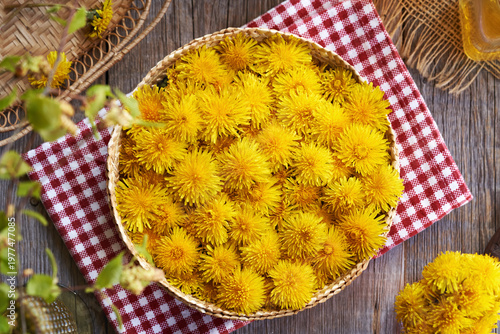 Fresh dandelion flowers collected in spring in a basket on a table