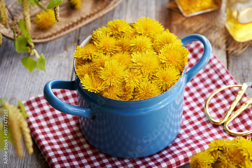 Fresh dandelion flowers harvested in spring in a blue pot on a table