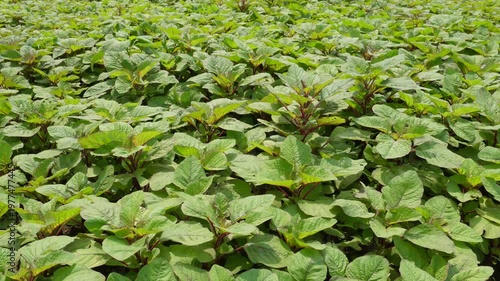 Dense Green Leafy Amranthus Plants in Field