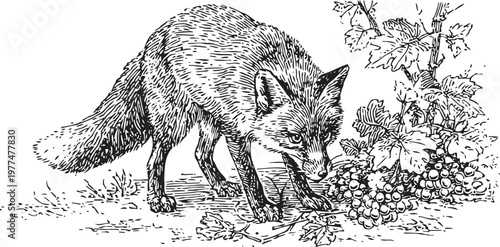 Fox sniffing grapes near vine leaves black and white vintage wildlife illustration