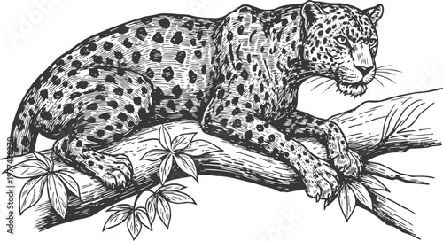 Leopard resting on tree branch wild big cat with spotted fur in natural habitat detailed black and white sketch illustration