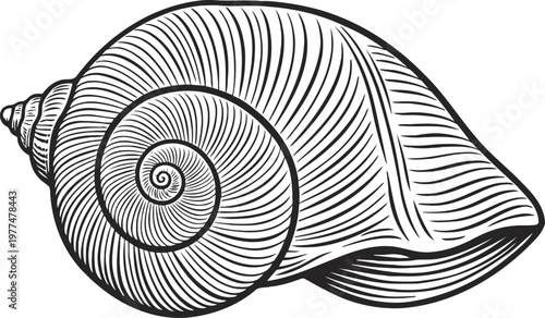Detailed black and white seashell illustration nautical spiral shell with textured lines and natural marine design