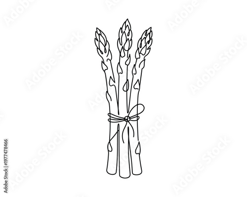 Asparagus bundle line art drawing for market branding or farm fresh produce label design element isolated vector