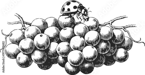 Black and white vintage illustration of a ladybug on a large bunch of grapes with detailed shading and texture