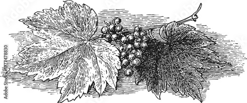 Vintage engraving of grapevine leaves and clustered grapes with detailed botanical illustration