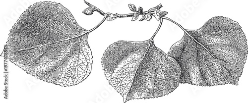 Detailed vintage illustration of a linden tree branch with leaves and buds in black and white