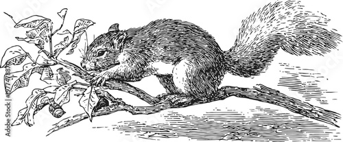 Black and white illustration of a squirrel perched on a tree branch with leaves, vintage wildlife art