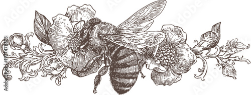Detailed bee collecting nectar from flowers with ornate vintage floral decoration in engraved