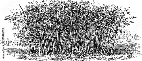 Dense bamboo grove with tall slender stalks and leafy branches, black and white vintage botanical illustration