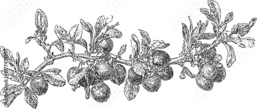 Detailed vintage illustration of a pomegranate branch with ripe fruit and leaves in black and white