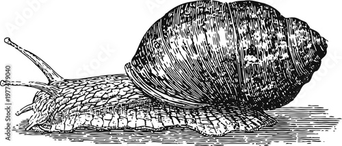 Black and white detailed engraving of a land snail crawling on textured surface