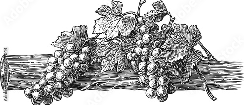 vintage grapevine with grape clusters and leaves on wooden branch engraving illustration