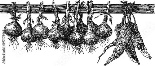 Hanging onions and carrots drying on wooden rack, rustic garden vegetable harvest illustration