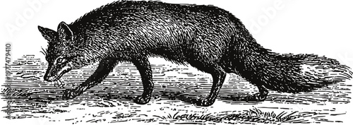 black fox walking on grass background detailed ink drawing of wild animal in natural habitat