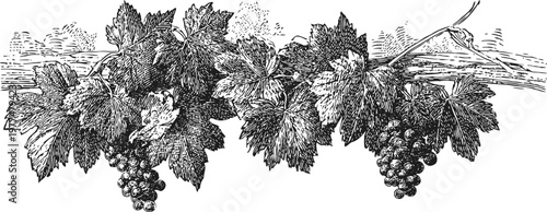 Vintage botanical illustration of grapevine with leaves and grape clusters detailed black ink drawing