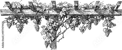 Vintage grapevine on wooden trellis with leaves and bunches of grapes in detailed black and white illustration