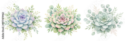 A watercolor set of succulent bouquets featuring soft rosette succulents with eucalyptus leaves and delicate botanical foliage isolated on white background.